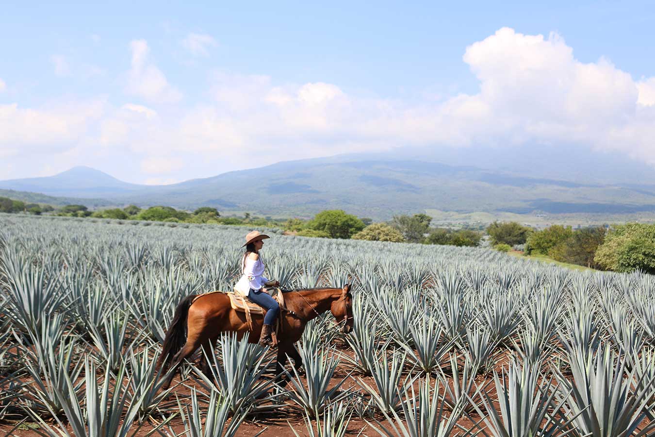 Tour a Tequila Jalisco Private Tours TB Tours & Transfers