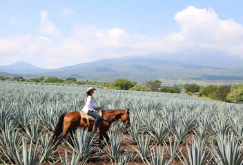 Tequila Jalisco Tour